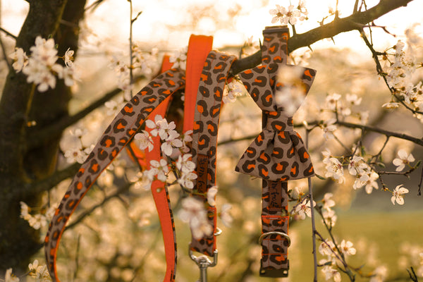 "Leo Lover" Fliege für Hundehalsbänder