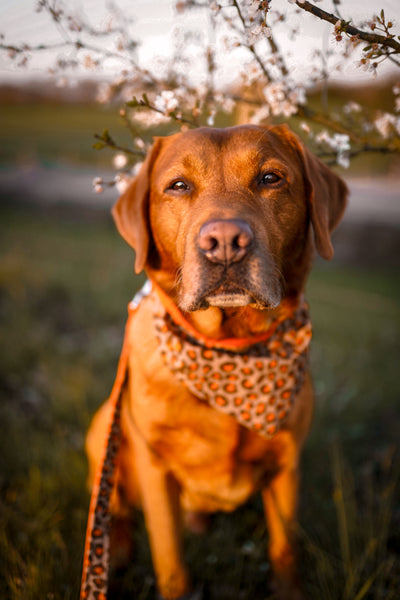 "Leo Lover" Hundehalstuch