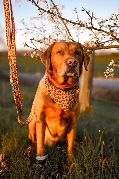 "Leo Lover" Hundehalstuch