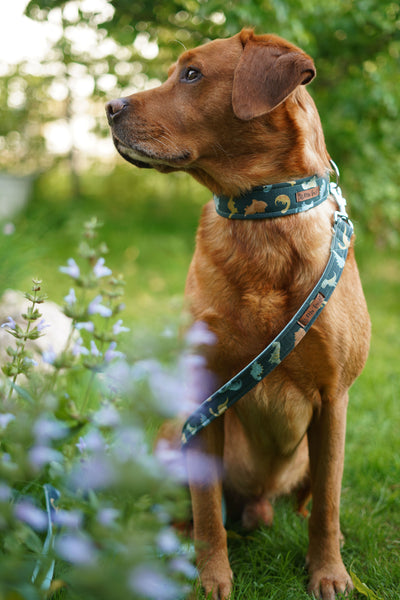"Dino Dream" Halsband für Hunde
