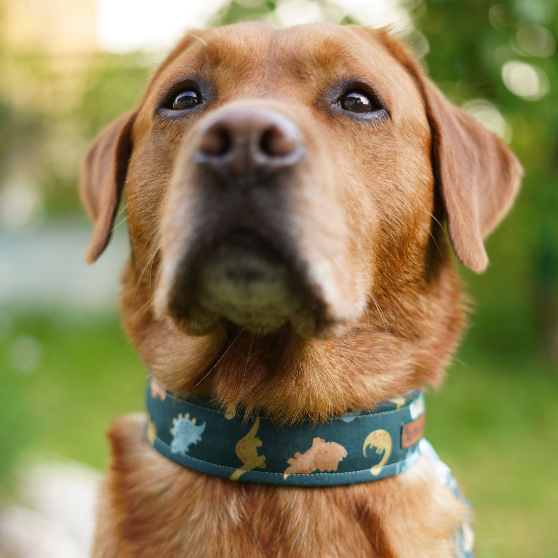 "Dino Dream" Halsband für Hunde - Mr. Fox Hundezubehör