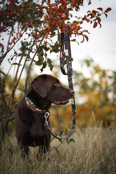 "Comfy Camping" dog leash