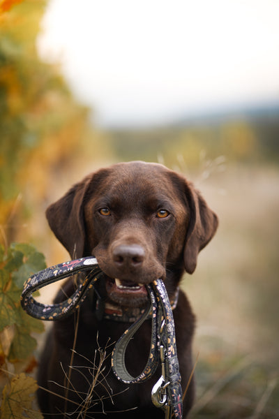 "Comfy Camping" dog leash