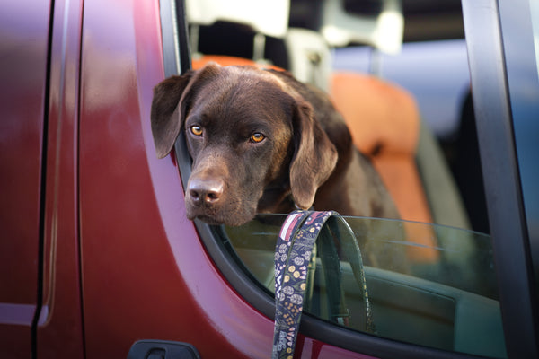 "Comfy Camping" dog leash