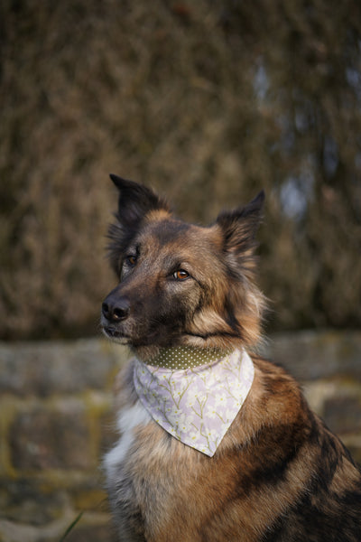 "Soft Spring" Hundehalstuch