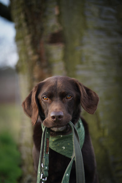 "Magical Mountains" Dog Leash