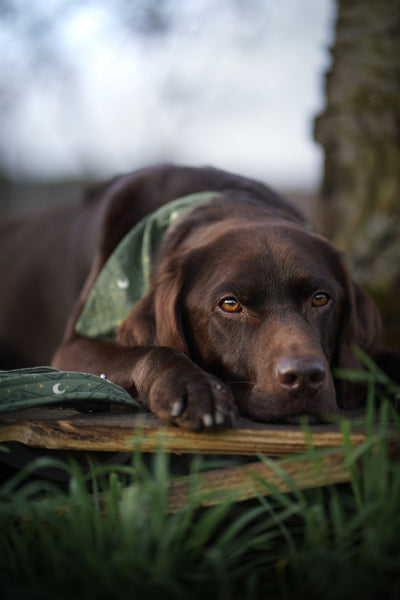"Magical Mountains" Dog Collar