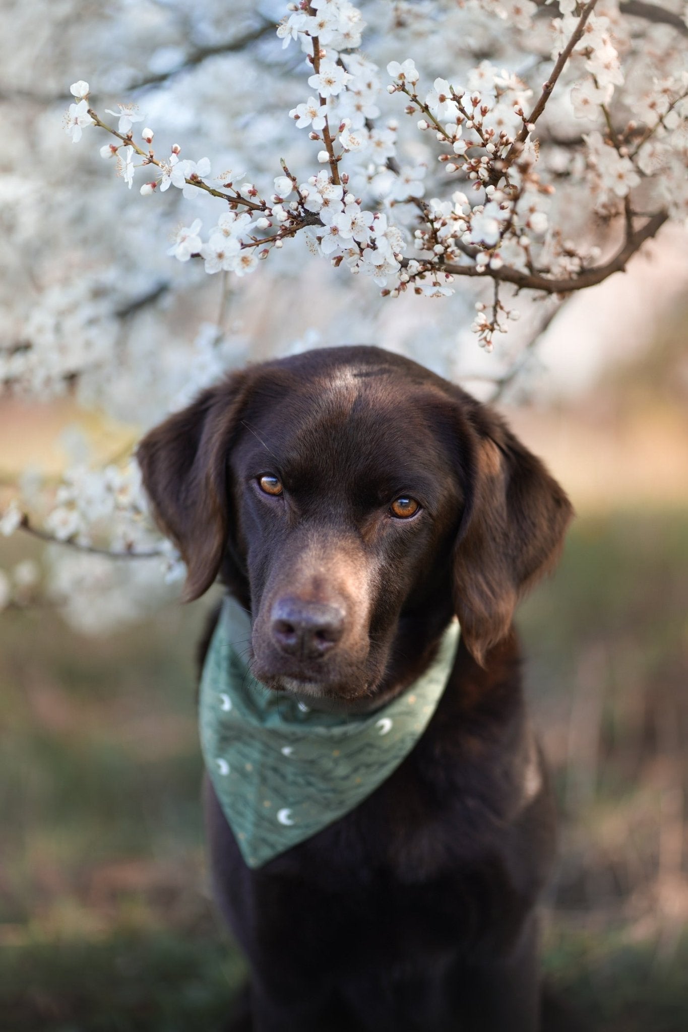 "Magical Mountains" Hundehalstuch - Mr. Fox Hundezubehör