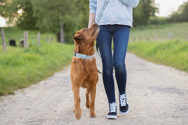 "Blue Bliss" dog leash