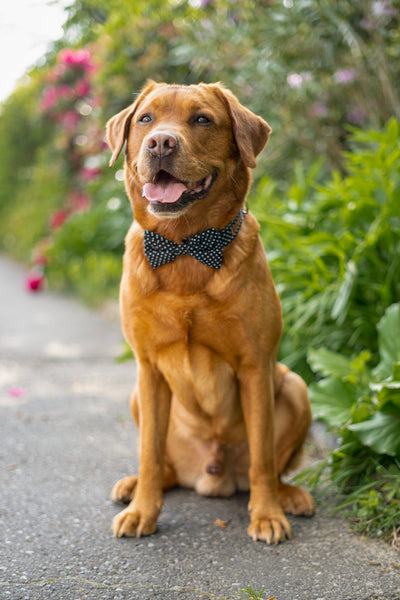 "Black Polkadot" Halsband für Hunde