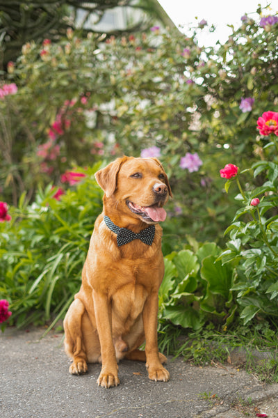 "Black Polkadot" bow tie for dog collars