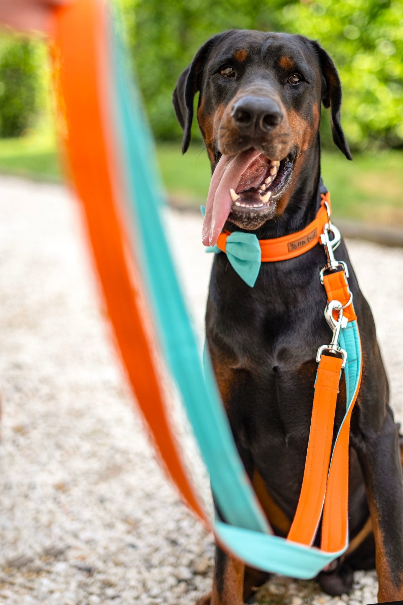 "Color Block" Halsband für Hunde - kombiniere deine Wunschfarben - Mr. Fox Hundezubehör