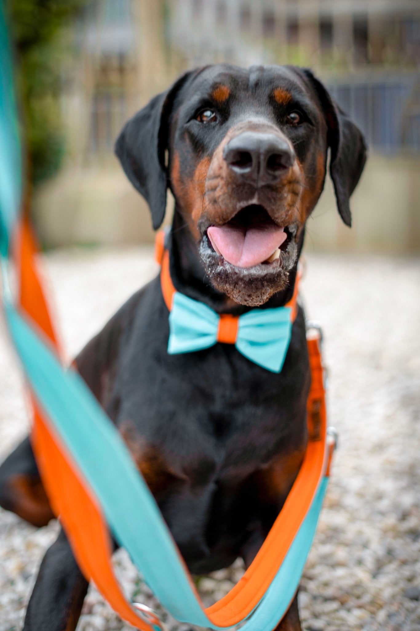 "Color Block" Fliege für Hundehalsbänder - kombiniere deine Wunschfarben - Mr. Fox Hundezubehör