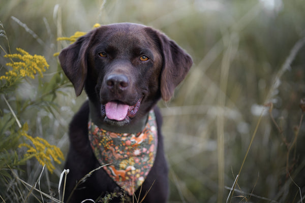 "Forest Friends" dog bandana