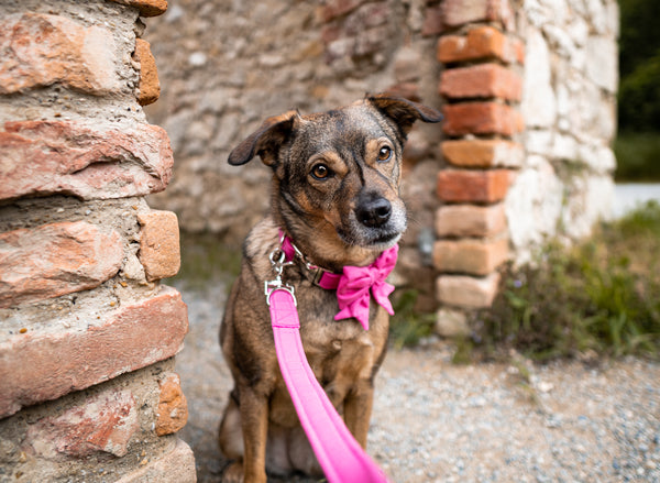 "Pink Uni" Schleife für Hundehalsbänder