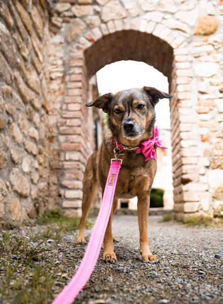 "Pink Uni" Schleife für Hundehalsbänder