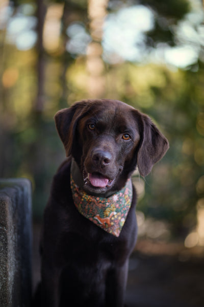 "Forest Friends" dog bandana