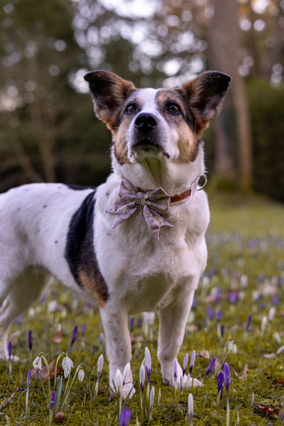 "Soft Spring" Schleife für Hundehalsbänder