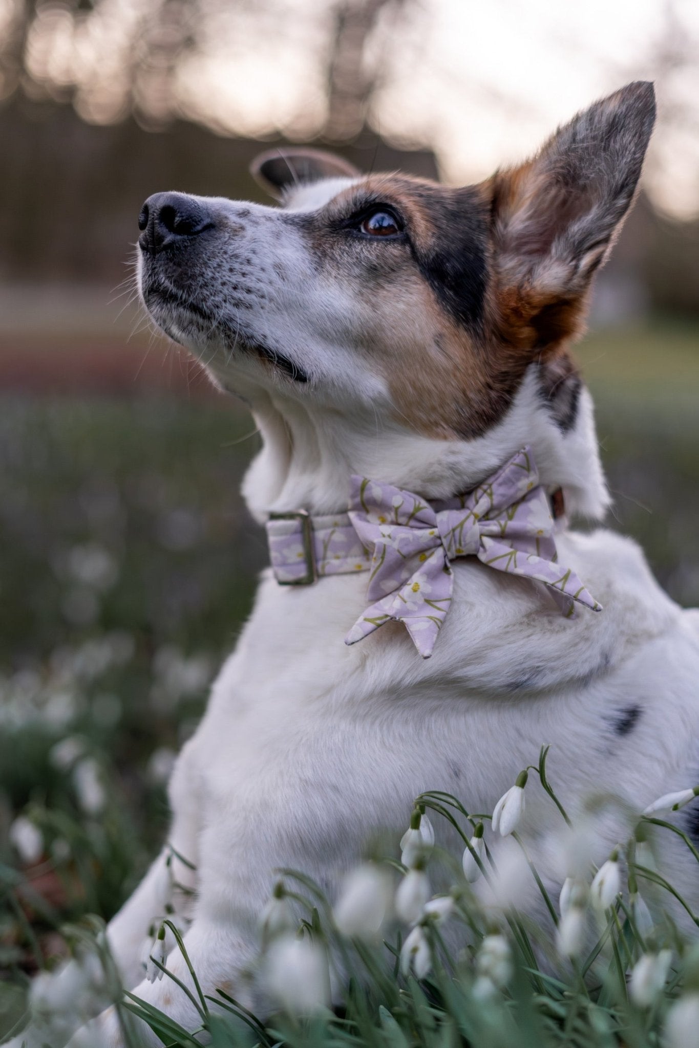 "Soft Spring" Schleife für Hundehalsbänder - Mr. Fox Hundezubehör
