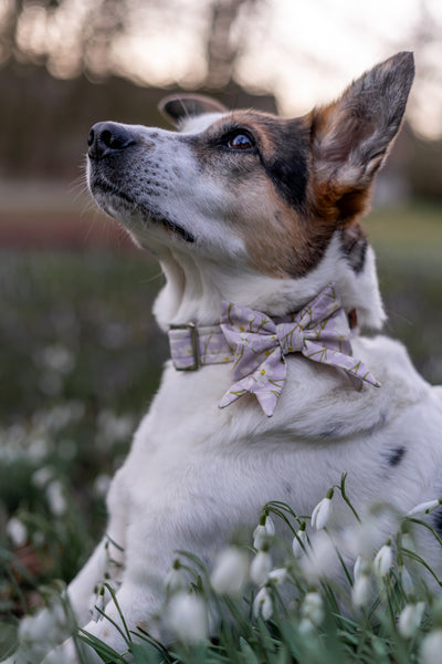 "Soft Spring" Halsband für Hunde