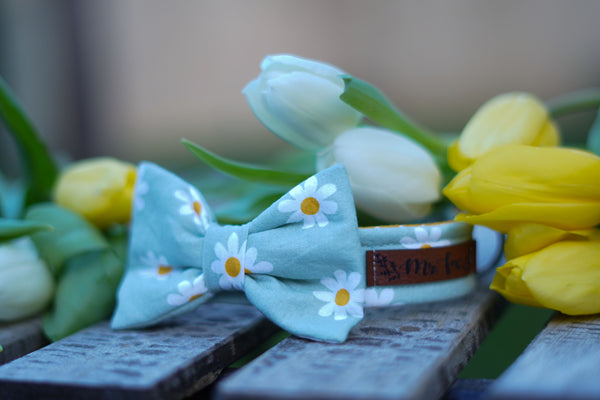 "Daisy Dream" collar for dogs