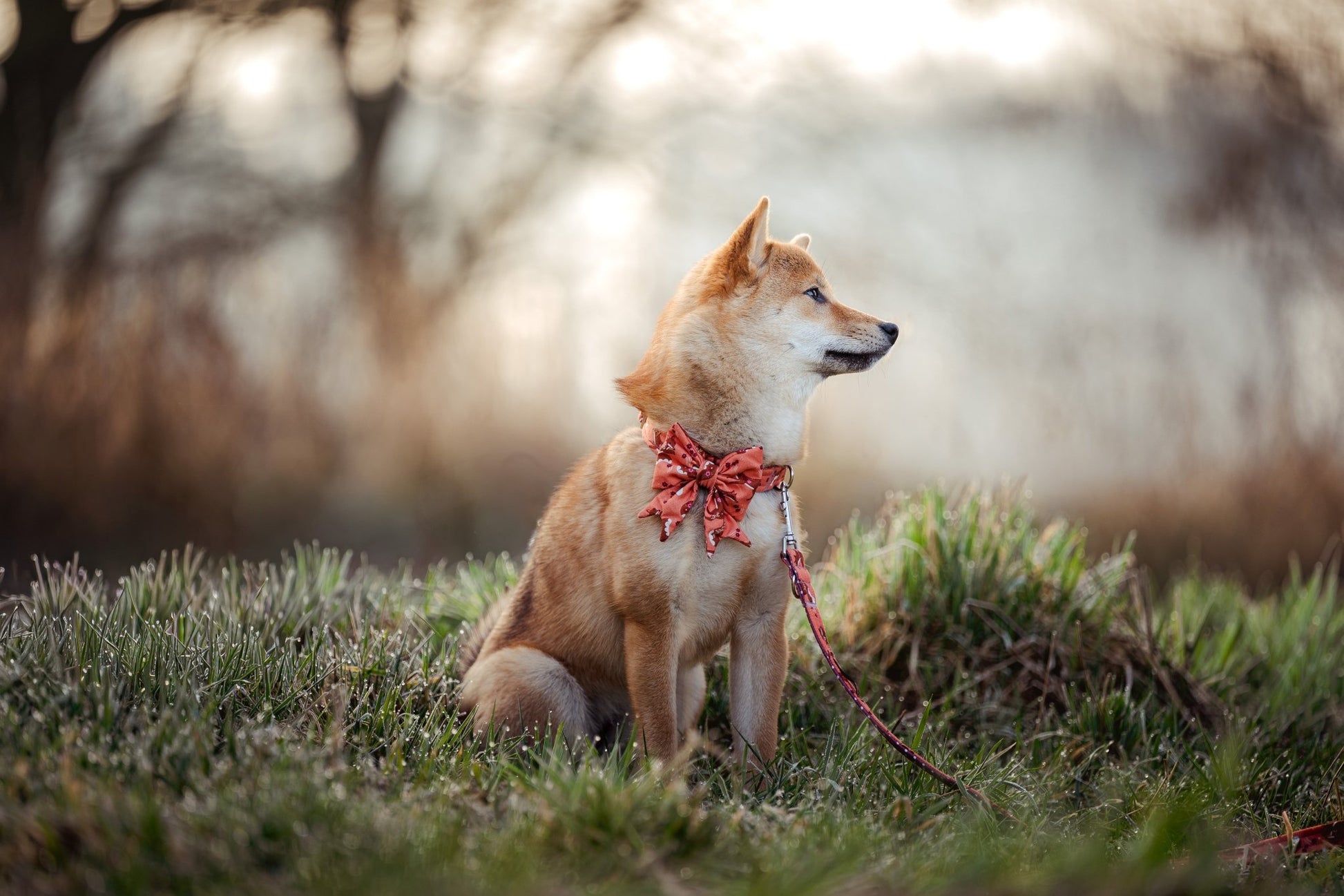 "Floral Fox" Schleife für Hundehalsbänder - Mr. Fox Hundezubehör