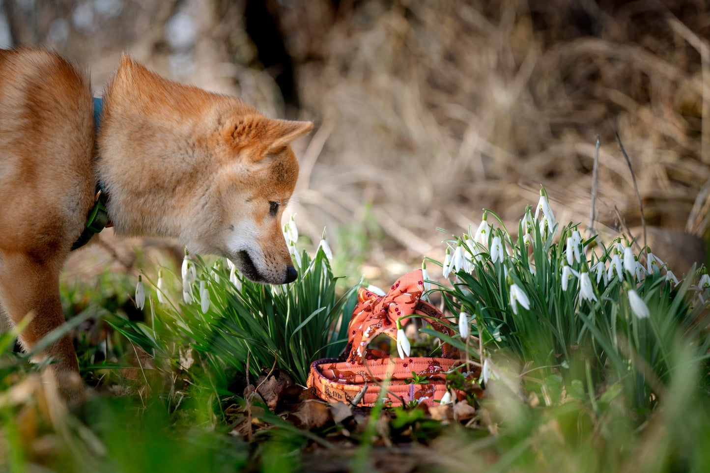 "Floral Fox" Hundeleine - Mr. Fox Hundezubehör