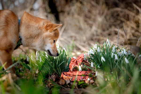 "Floral Fox" Hundeleine