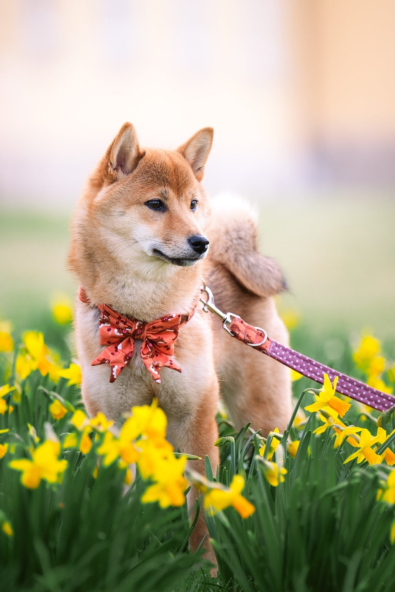 "Floral Fox" Schleife für Hundehalsbänder - Mr. Fox Hundezubehör