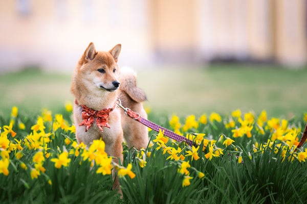"Floral Fox" Schleife für Hundehalsbänder