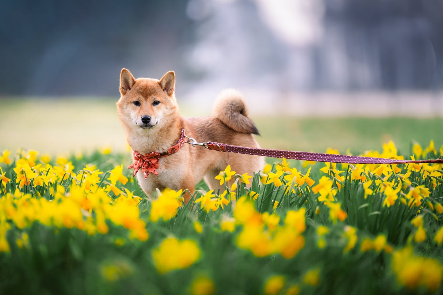 "Floral Fox" Hundeleine - Mr. Fox Hundezubehör