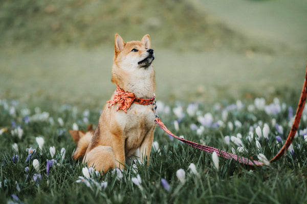 "Floral Fox" Halsband für Hunde