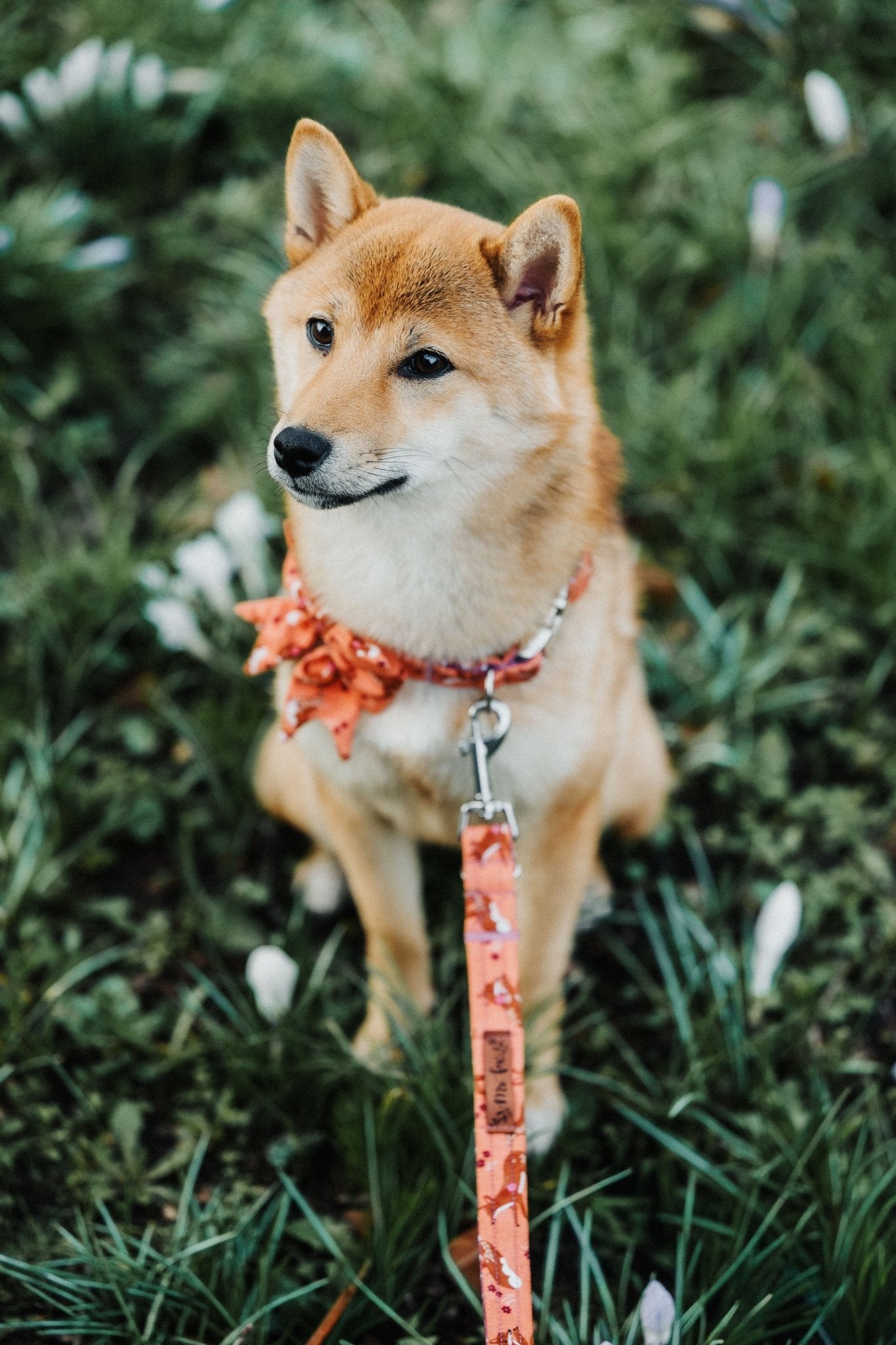 "Floral Fox" Hundeleine - Mr. Fox Hundezubehör