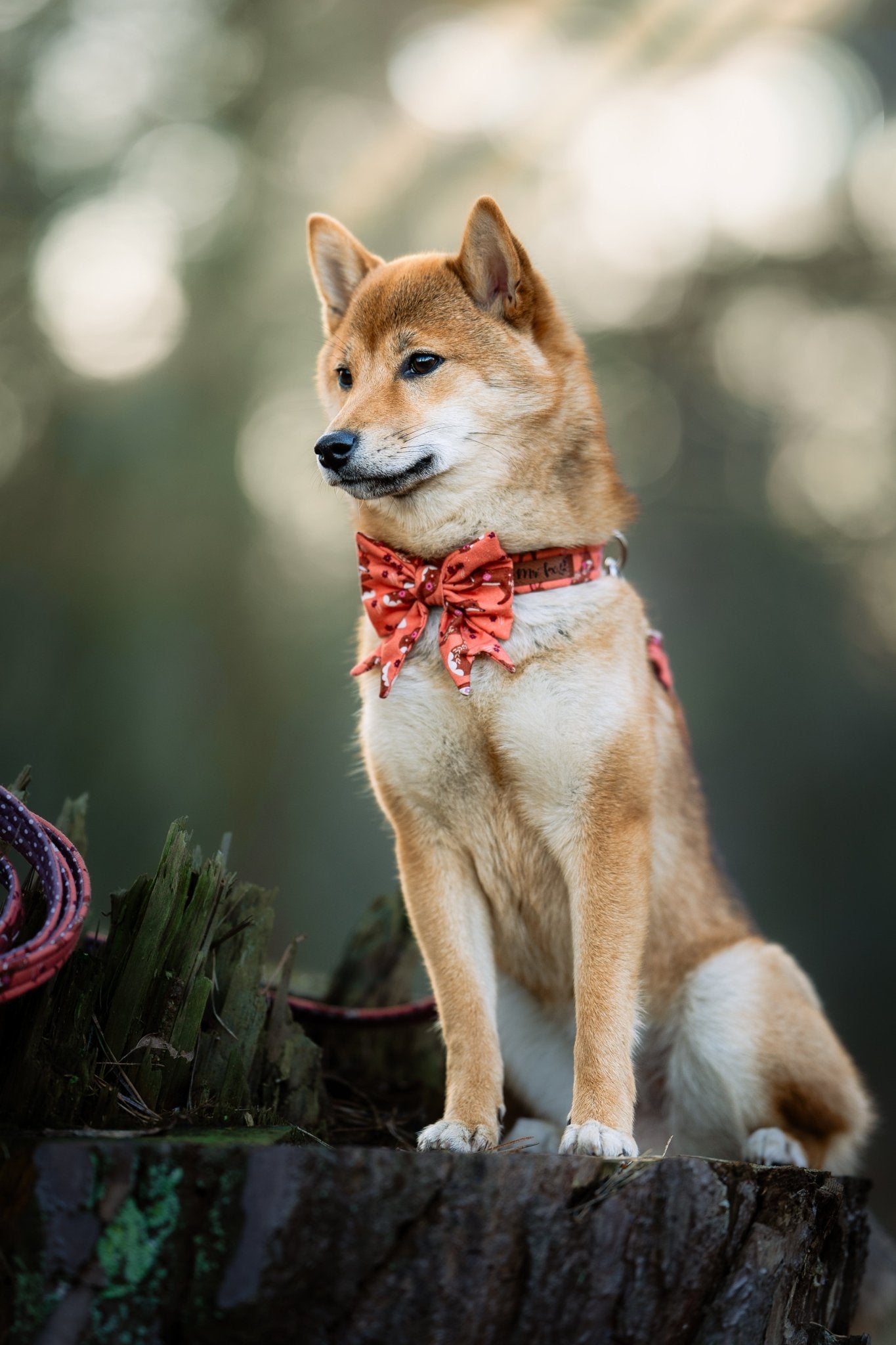 "Floral Fox" Schleife für Hundehalsbänder - Mr. Fox Hundezubehör