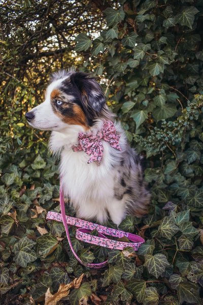 "Fairy Flowers" Schleife für Hundehalsbänder