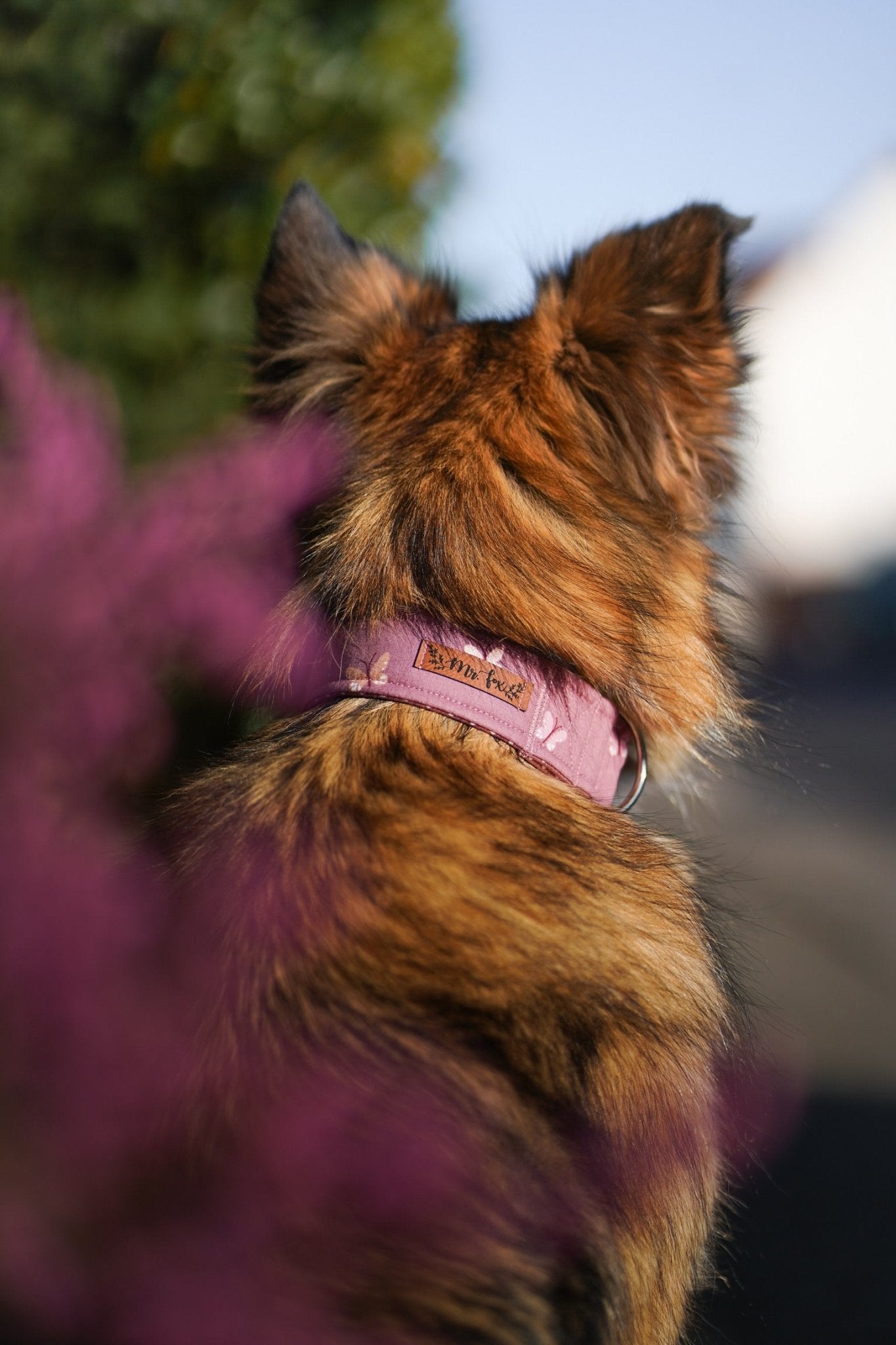 "Butterfly Beauty" Halsband für Hunde - Mr. Fox Hundezubehör