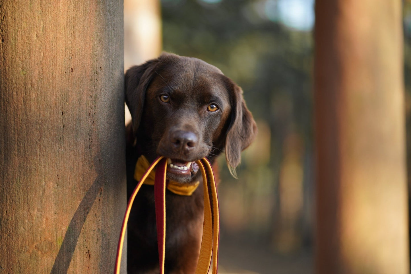 "Color Block" Halsband für Hunde - kombiniere deine Wunschfarben - Mr. Fox Hundezubehör