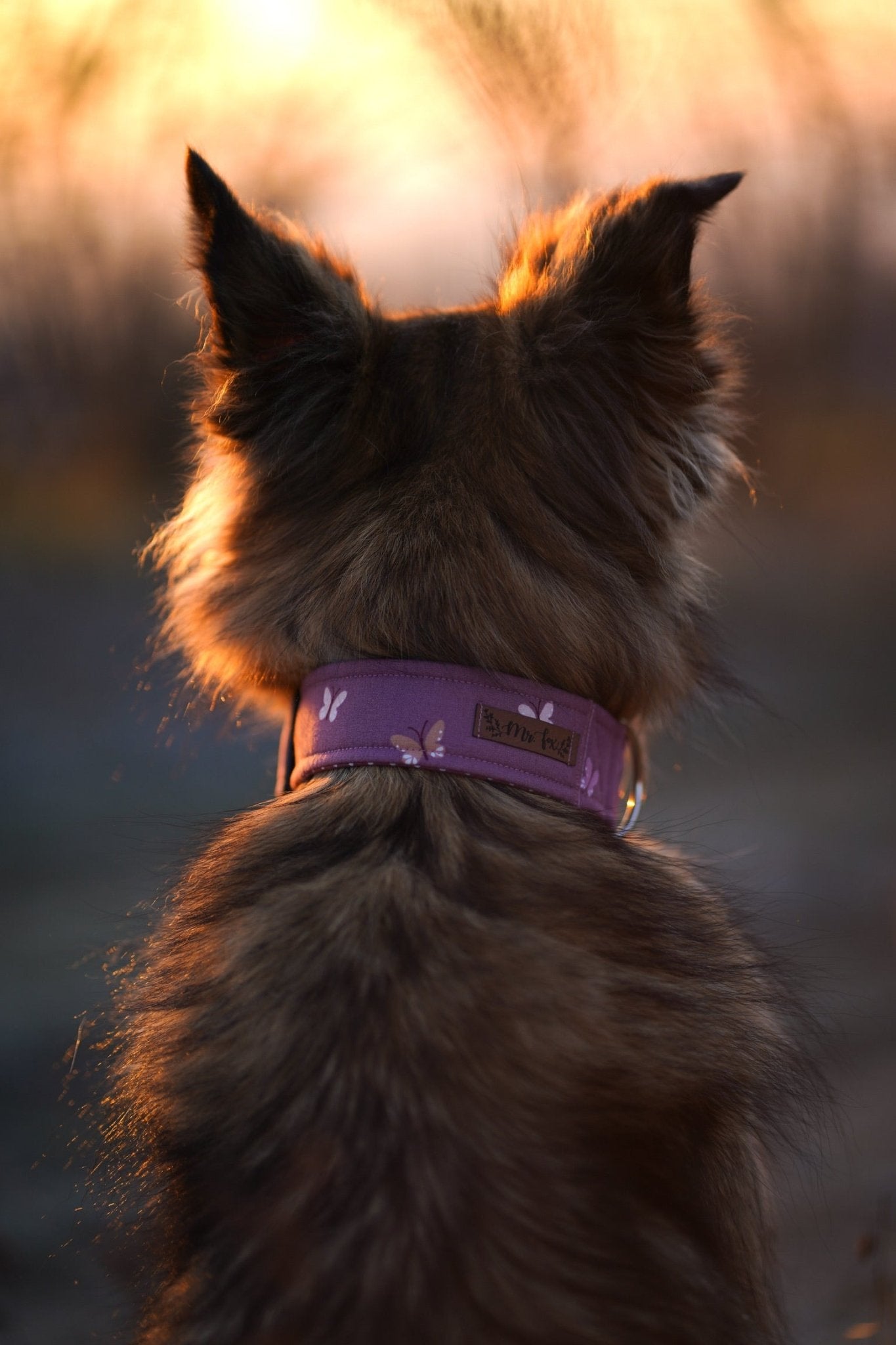 "Butterfly Beauty" Halsband für Hunde - Mr. Fox Hundezubehör
