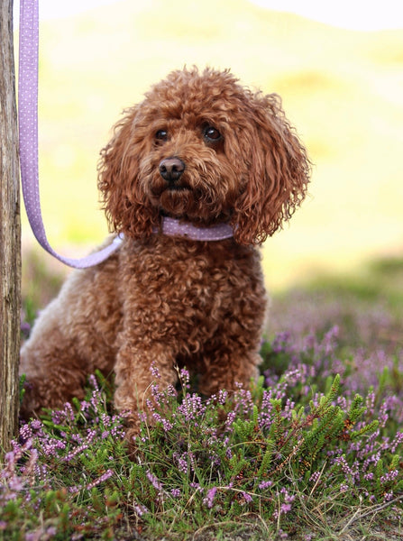 "Lilac Polkadot" collar for dogs