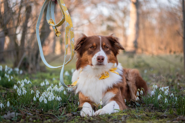 "Blissful Bunnies" sailor bow for dog collars