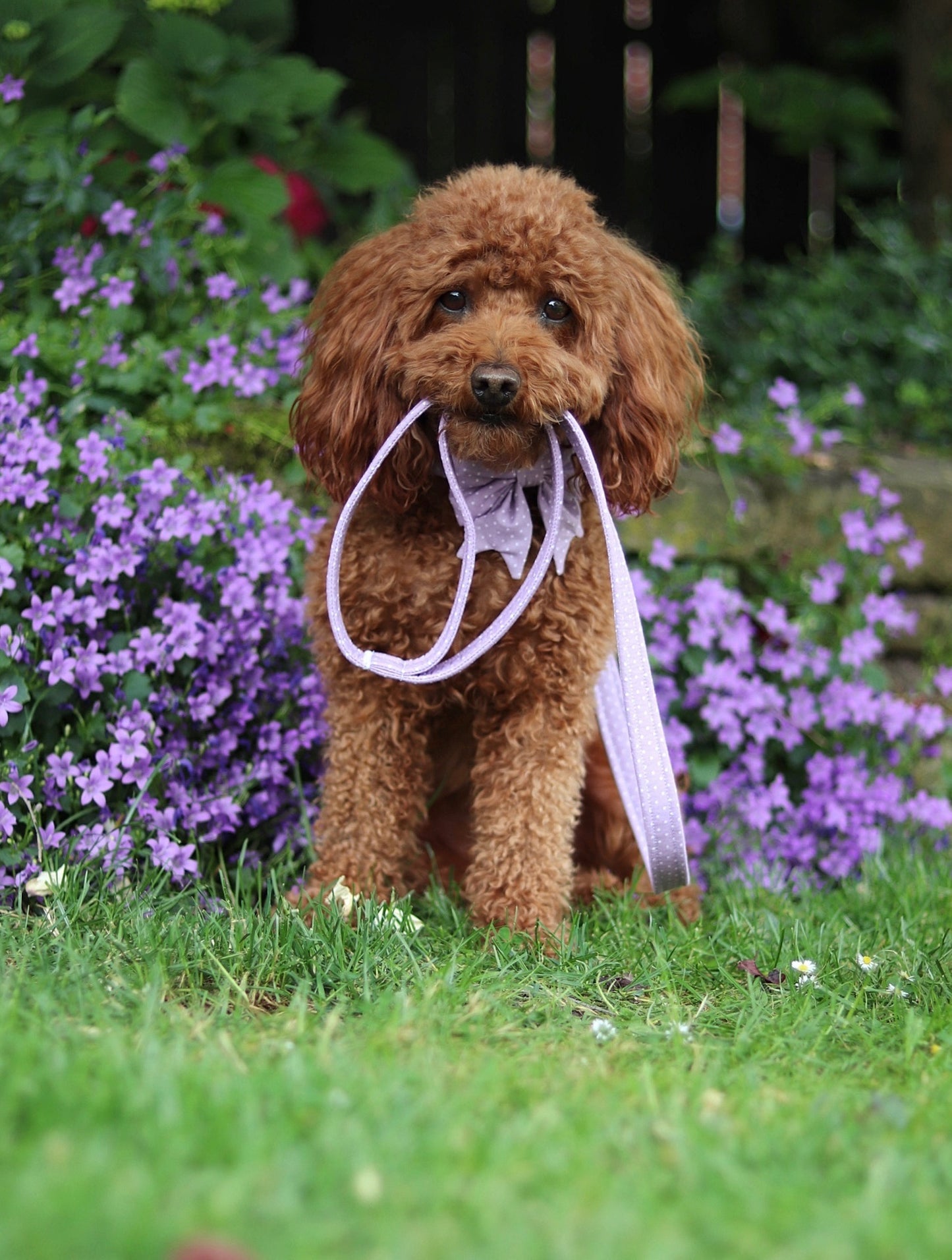 "Lilac Polkadot" Schleife für Hundehalsbänder - Mr. Fox Hundezubehör