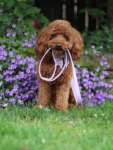 "Lilac Polkadot" sailor bow for dog collars