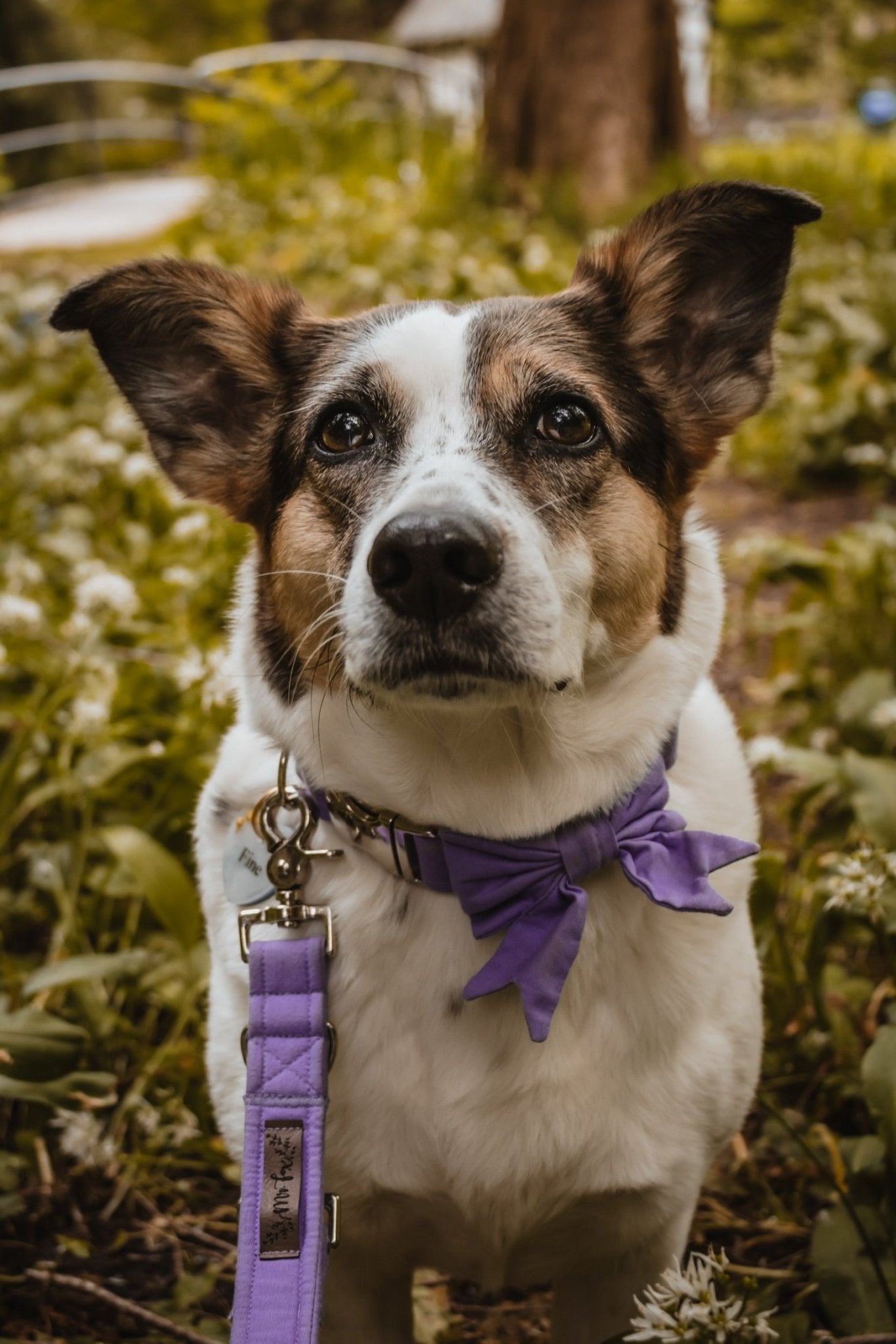 "Lavender Uni" Hundeleine - Mr. Fox Hundezubehör