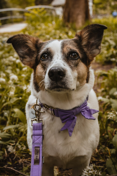 "Lavender Uni" dog leash