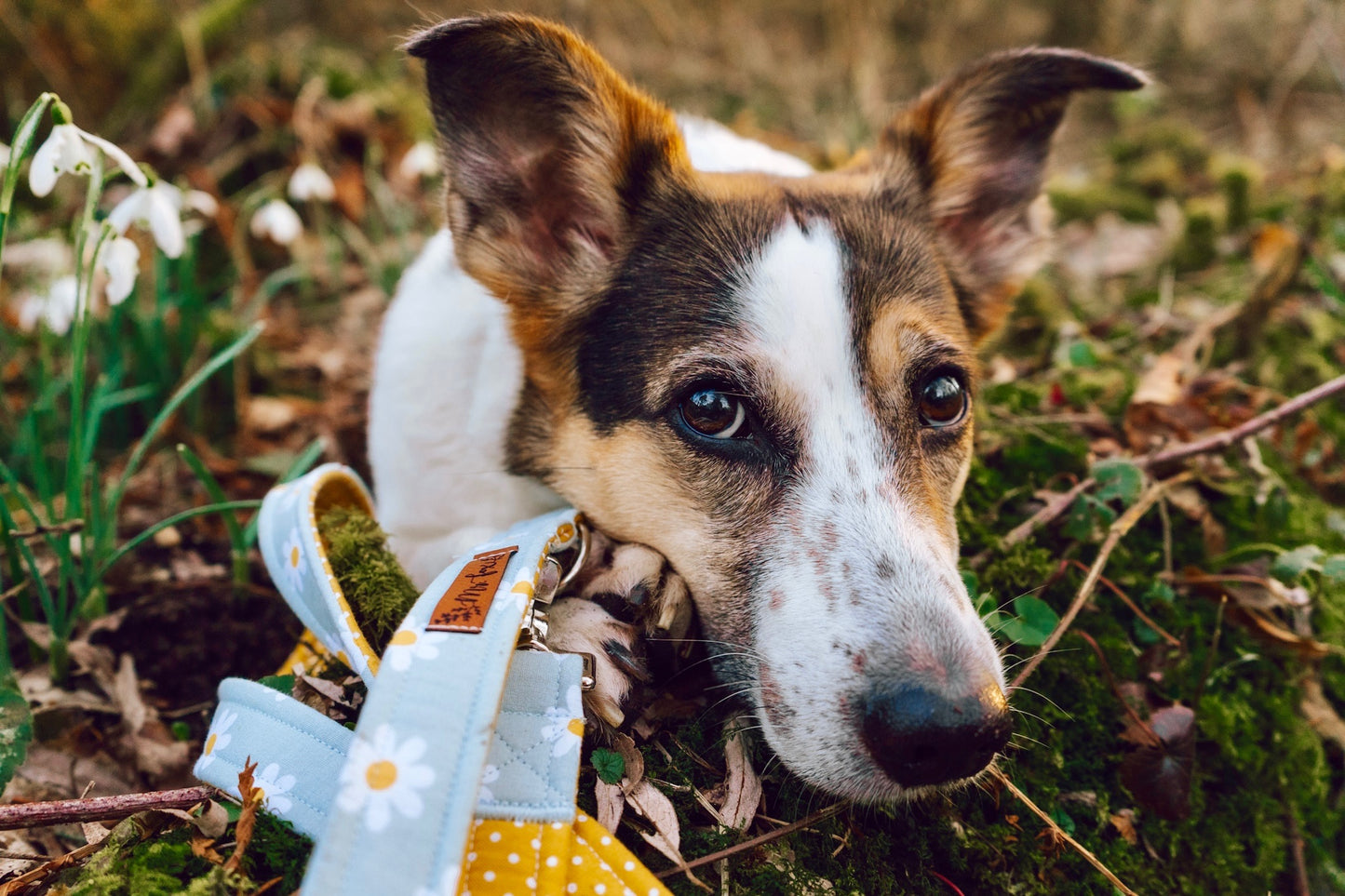 "Daisy Dream" Hundeleine - Mr. Fox Hundezubehör