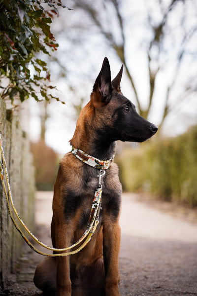 "Botanical Breeze" Dog Collar