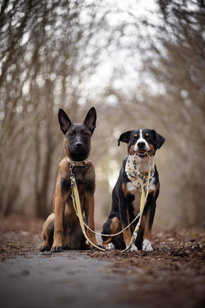 "Botanical Breeze" Dog Leash