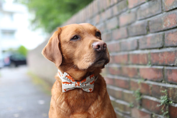 "Fox Festival" bow tie for dog collars