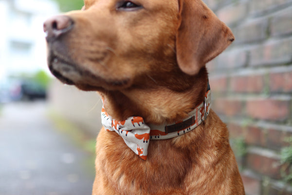 "Fox Festival" bow tie for dog collars