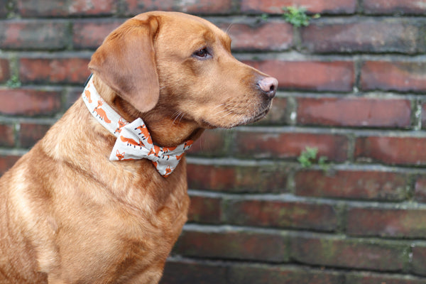 "Fox Festival" bow tie for dog collars